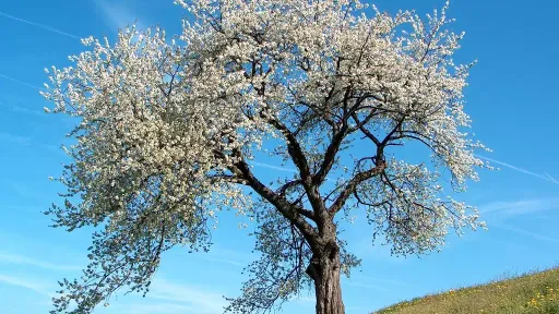 Arbre cerisier
